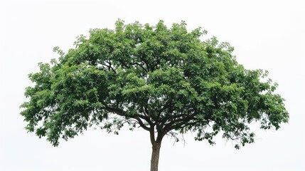 Obraz premium Large tree against white backdrop
