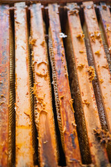 Top View of a Beehive with Wooden Frames Filled with Honeycombs of a Bee Colony