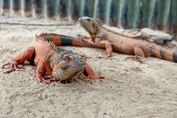Low angle view of two red iguanas, sunbathing on the ground at a reptile farm in El Salvador....