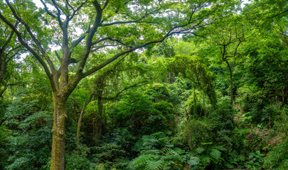 Lush rain forests in the Flower Clock Park near Yangmingshan National Park, Taipei and New Taipei City, Taiwan