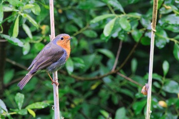 Closeup shot of an European robin perched on a branch in a lush green forest in daytime
