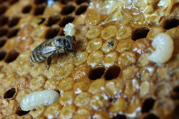 Bee, Honey, bee larvae, Larvae, honeycomb