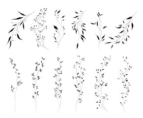 Set of botanical leaves branches with hand drawn in line art