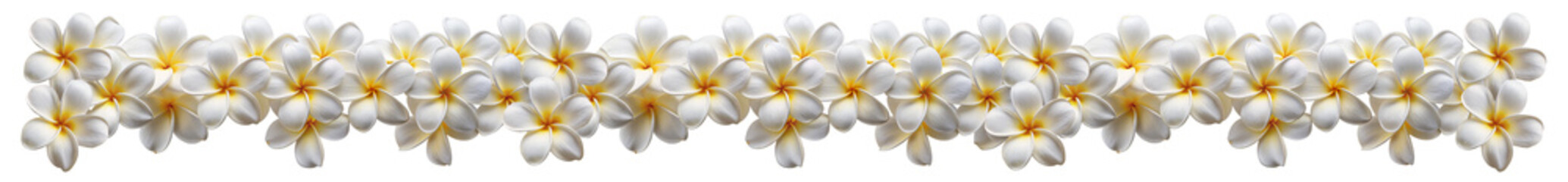 White Plumeria flowers border. Long horizontal Frangipani long seamless garland, isolated on transparent white background, png.