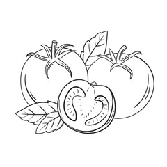 Hand Drawn Outline Sketch Illustration Fresh Organic Tomatoes. Vegetables for Healthy Cooking.