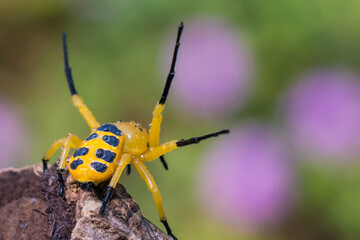 an eight spotted crab spider or Platythomisus octomaculatus.