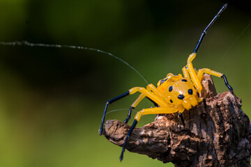 an eight spotted crab spider or Platythomisus octomaculatus.