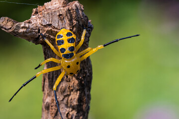 an eight spotted crab spider or Platythomisus octomaculatus.