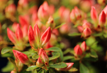 Close-up of Red Flower Buds with Green Leaves in Natural Spring Light
