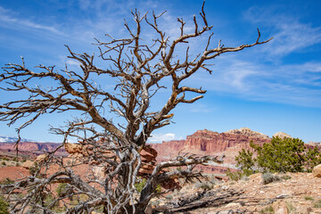 Spooky tree on the edge of Fremont Gorge, Capitol Reef National Park, Utah 