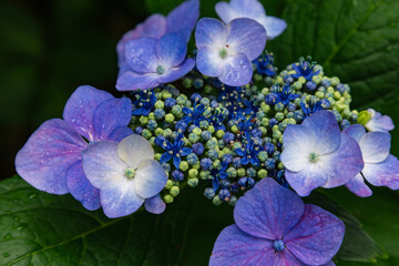 黒羽城址公園の紫陽花（栃木県大田原市）