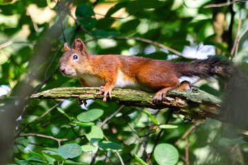 Curious Red Squirrel n the branch
