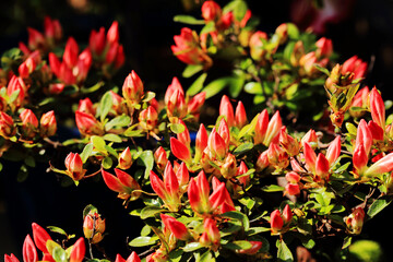 Vibrant Red Buds and Green Leaves in Spring Garden Close-Up