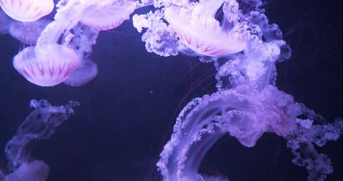 Beautiful jellyfishes. Medusas swims underwater. Beautiful cinema 4K Slow Motion video