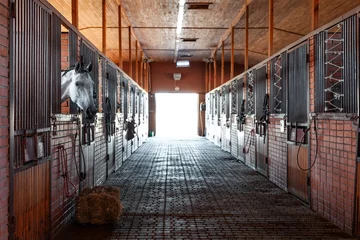 Fotobehang Paardrijden horse stable with horses in their stables inside an equestrian center, mare in barn  © goami