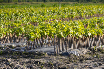 A nursery field of grafting young baby grapevines in French vineyard in Savoie region. Graft process is a pest resistant grape vine onto a less resistant vine before planting