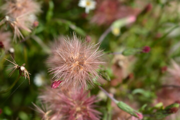 Spreading fleabane seed head