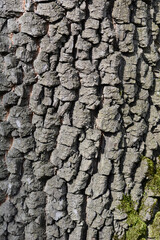 Common persimmon bark detail