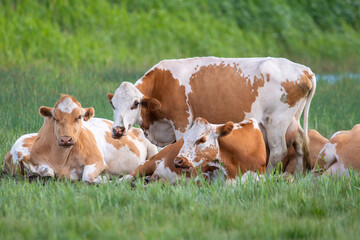 A group of brown and white cows resting in the fields in Finland during a summer day