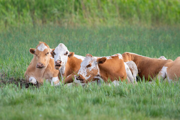 A group of brown and white cows resting in the fields in Finland during a summer day
