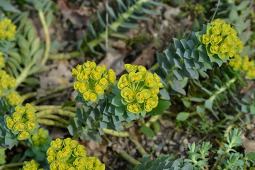 Myrtle spurge flowers