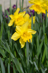 Trumpet Daffodil King Alfred flowers