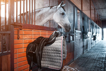 black leather saddle with waltrap hanging on wooden wall by white horse at stable or barn,...