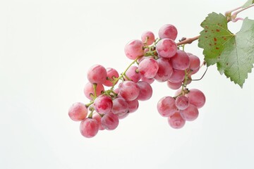 Fototapeta premium Mystic photo of Pink Muscat Grape on the vine, isolated on white background