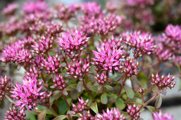  Two-row stonecrop flowers