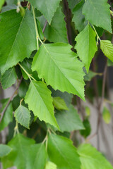 Birch Summer Cascade leaves