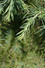 Deodar cedar branch