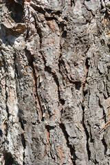 Italian stone pine bark detail