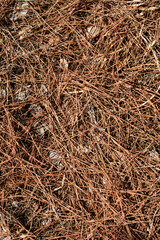 Italian stone pine dry needles