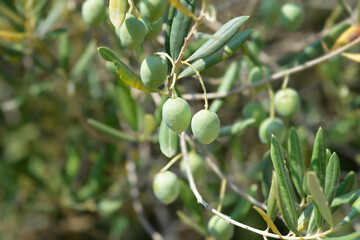 Common olive branch with immature fruit