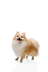 Photo of cute, funny little pet, purebred furry little Pomeranian spits looking at camera and...
