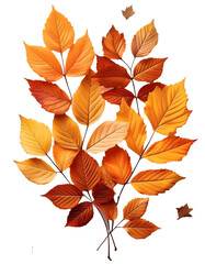 Obraz premium 白背景の紅葉した葉っぱ