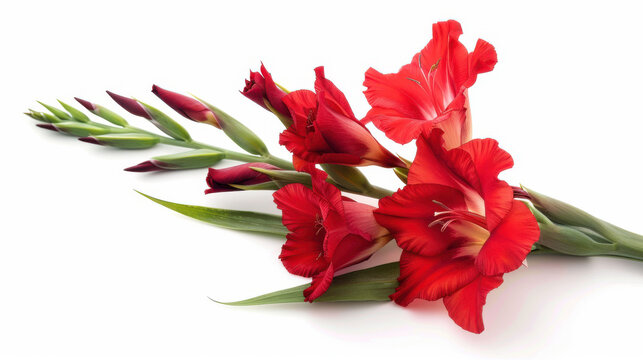 A red gladiolus on a white background