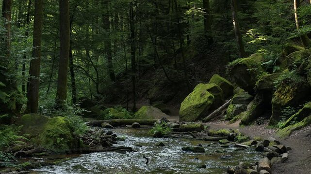 Calm river in evening forest. Clear water of stream flows among stones covered with moss in beech woods.