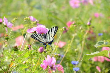 Schmetterling 1185