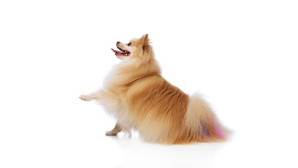 Hello gesture. Little Pomeranian Spitz, furry little pet ready gives pow to owner against white studio background. Concept of animal, domestic life, grooming and veterinary services. Ad