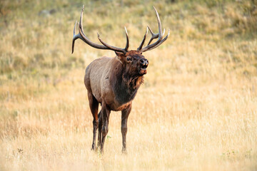 Lone bull elk bugling in the early evening during the autumn rut in Rocky Mountain National Park, Colorado