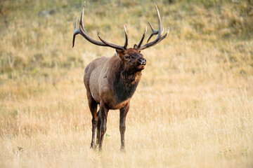 Bull elk bugling within Rocky Mountain National Park, Colorado