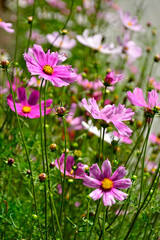 Kosmos pierzasty, kosmos podwójnie pierzasty, onętek, Cosmos bipinnatus, kolorowe kosmosy, łąka kwietna z kosmosów,  garden cosmos, Mexican aster,  Prairie fleurie © kateej