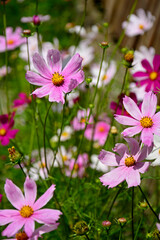 Kosmos pierzasty, kosmos podwójnie pierzasty, onętek, Cosmos bipinnatus, kolorowe kosmosy, łąka kwietna z kosmosów,  garden cosmos, Mexican aster,  Prairie fleurie © kateej