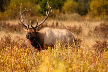 Bull elk meandering the meadows in the late afternoon autumn sunlight at Horseshoe Park, Rocky Mountain National Park, Colorado