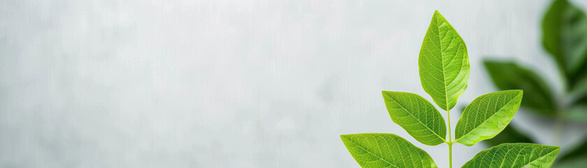 Obraz premium Close-up of vibrant green plant leaves against a soft blurred gray background, highlighting natural beauty and freshness in simplicity.