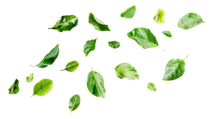 PNG Image of Flaying leaf