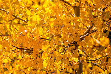 Autumn Aspen leaves fluttering in wind near Allenspark, Colorado    Looking into the Colorado autumn aspen leaves, Allenspark, Colorado