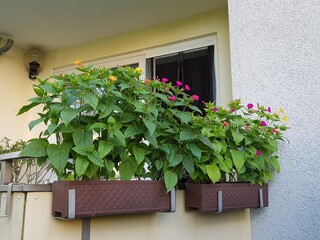 Mirabilis is a genus of plants in the family Nyctaginaceae known as the four-o'clocks or umbrellaworts. Hanover, Germany.