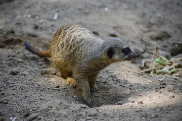 Meerkat digs a hole in the sand